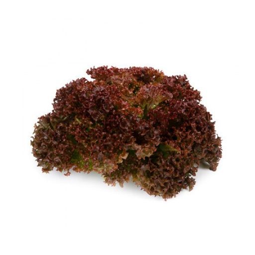 Saláta Traject (85-531) RZ - 5000 szem