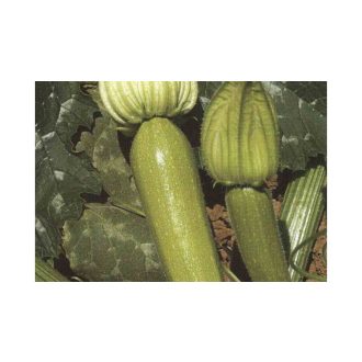 Cukkini Ezra F1 Hazera Genetics - 100 gramm