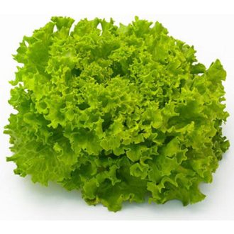 Saláta Frisole Batávia Syngenta - 5000 szem
