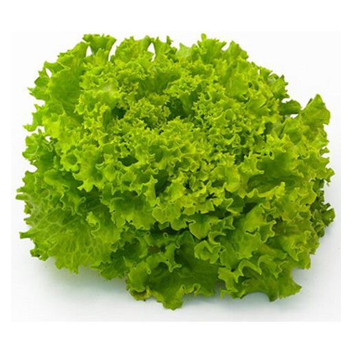 Saláta Frisole Batávia Syngenta - 5000 szem