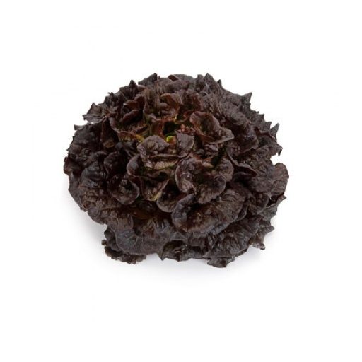 Saláta Bonarda (79-554) RZ Salanova - 1000 szem