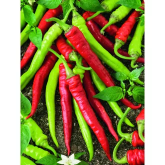 Paprika Barkol Semo - 500 szem