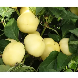 Paprika Szalva F1 Duna - 250 szem