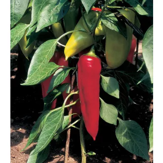 Paprika Lydia Kápia Semo - 500 Szem