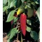 Paprika Lydia Kápia Semo - 500 Szem