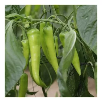 Paprika Rush RZ F1 - 100 szem