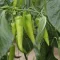 Paprika Rush RZ F1 - 100 szem