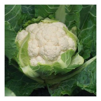 Karfiol David F1 Syngenta - 2500 szem