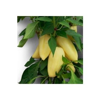 Paprika Antal F1 Duna - 250 szem