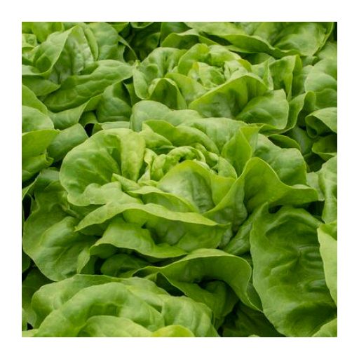 Saláta Edwige (42-BU4711) RZ - 5000 szem