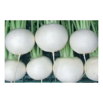 Retek Tokyo White Cross Tokita Seed - 10.000 Szem