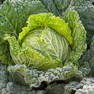 Kelkáposzta Preludium F1 Syngenta - 2500 szem
