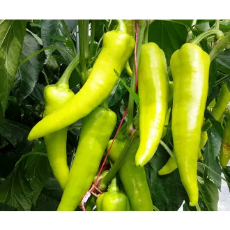 Paprika Palóc F1 Duna - 250 szem