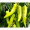 Paprika Palóc F1 Duna - 250 szem