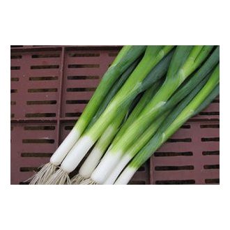 Kötözőhagyma Green Champ F1 Unigen Seeds - 25.000 Szem