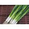 Kötözőhagyma Green Champ F1 Unigen Seeds - 25.000 Szem