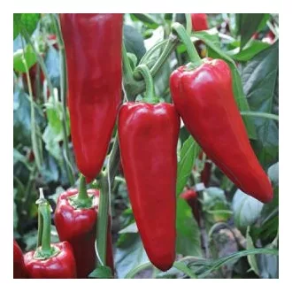 Paprika Porteca F1 RZ - 1000 szem