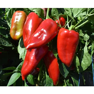 Paprika Kadet F1 Duna - 1000 szem