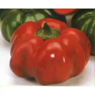 Paprika Greygo ZKI - 1000 szem