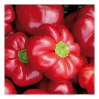 Paprika Pritamax F1 Pritamin Seminis - 1000 szem