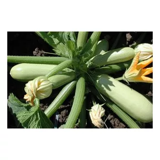 Cukkini Romina F1 Unigen Seeds - 100 szem