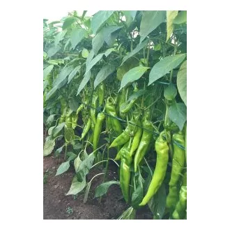 Paprika Storm F1 RZ - 1000 szem