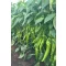 Paprika Storm F1 RZ - 1000 szem