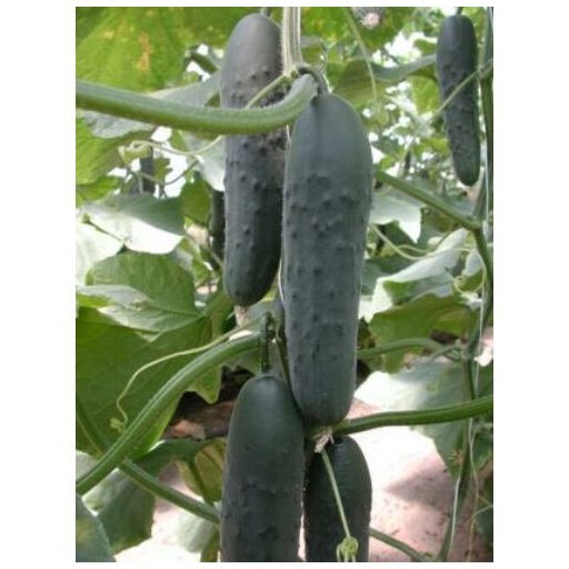 Uborka Gazver F1 Semillas Fito - 500 szem