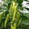 Paprika Fortesse F1 Seminis - 500 szem