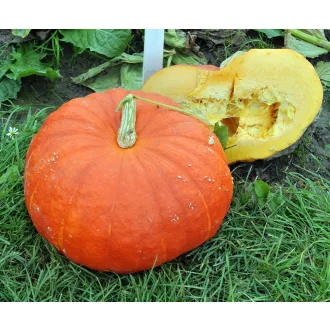 Sütőtök Rouge Vif D Etampes ZFW - 100g