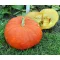 Sütőtök Rouge Vif D Etampes ZFW - 100g