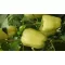 Paprika Lisenka F1 Duna - 250 szem