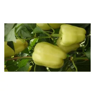 Paprika Lisenka F1 Duna - 1.000 szem