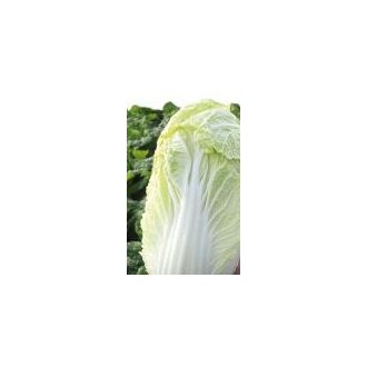 Kínai Kel Manoko F1 Bejo - 2500 szem