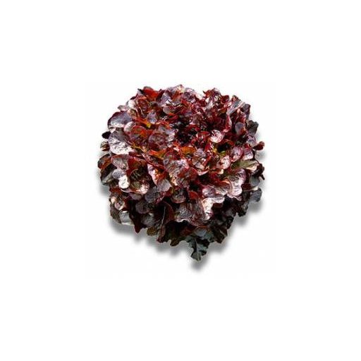 Saláta Bolero Tölgylevelű Lila ZFW - 1000 szem