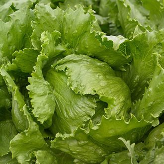 Saláta Ice Wave Jégsaláta Syngenta - 5000 Szem