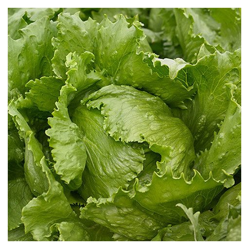 Saláta Ice Wave Jégsaláta Syngenta - 5000 Szem