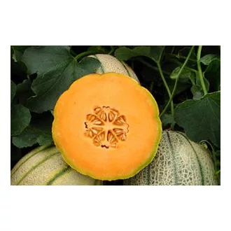 Sárgadinnye Akiles F1 Semillas Fito - 500 szem