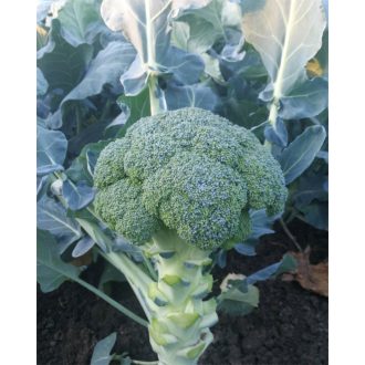 Brokkoli TSX-9056 F1 Tokita Seed - 2500 szem