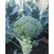 Brokkoli TSX-9056 F1 Tokita Seed - 2500 szem