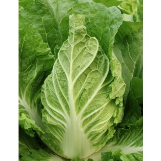 Kínai Kel Questar F1 Takii Seed - 2500 szem