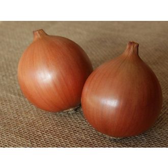 Vöröshagyma Borneo F1 Takii Seed - 250.000 szem