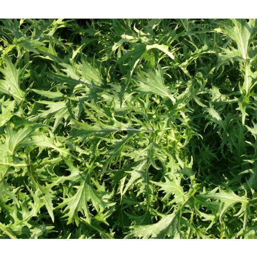 Saláta Mizuna Tépősaláta ZFW - 100g