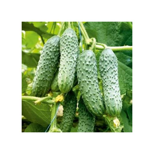 Uborka Merengue F1 Seminis - 1000 szem