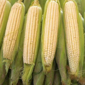 Csemegekukorica Tasty Sweet F1 Seminis - 5000 szem