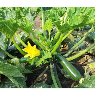 Cukkini Sayonara F1 ZFW - 250 Szem