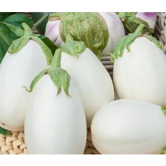 Tojásgyümölcs Clara F1 ZFW - 250 szem