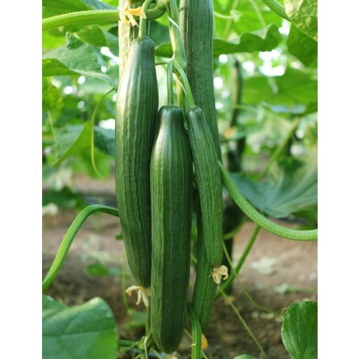 Uborka Caobado F1 Kígyó Orosco - 500 Szem