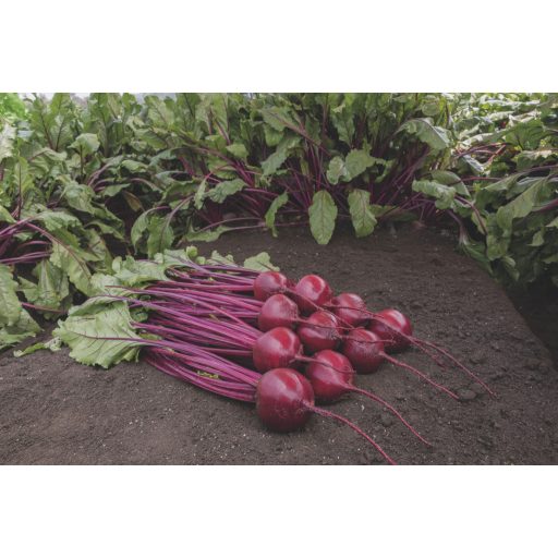 Cékla Bohan F1 Precíziós Mag Bejo - 10.000 szem