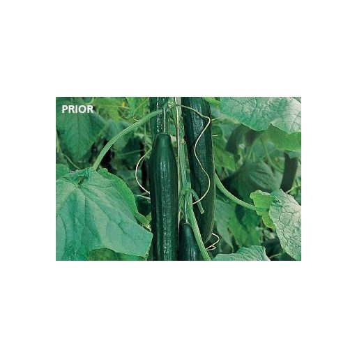 Uborka Prior F1 Kígyó Orosco - 500 Szem